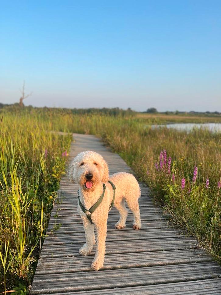 Labradoodle Lloyd, Dieren en Toebehoren, Honden | Niet-rashonden, Groot, Reu, Particulier, Eén hond, Nederland, 3 tot 5 jaar, CDV (hondenziekte)