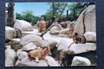 Tierpark Wilhelmina, Stuttgart, hoefdieren, apen, Verzenden, 1960 tot 1980, Ongelopen, Wild dier