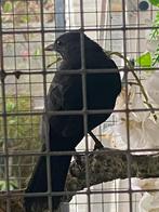 Mooie jonge Merel, Dieren en Toebehoren, Mannelijk, Geringd