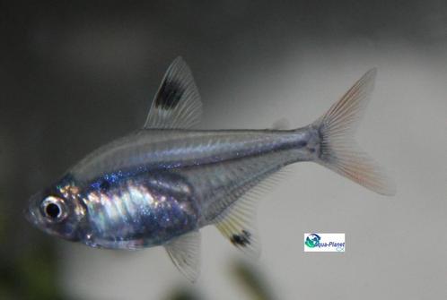 Indiaantje, Dieren en Toebehoren, Vissen | Aquariumvissen, Zoetwatervis, Vis, Schoolvis