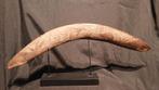 Oude autralische boomerang, Antiek en Kunst, Ophalen of Verzenden