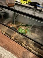 muskusschildpad, Dieren en Toebehoren, Vissen | Aquaria en Toebehoren, Ophalen of Verzenden, Zo goed als nieuw