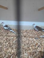 Bonte diamant duiven, Dieren en Toebehoren, Vogels | Duiven, Meerdere dieren, Overige soorten