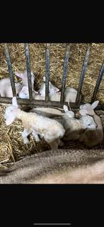 Fleslammeren gevraagd, Dieren en Toebehoren, Meerdere dieren