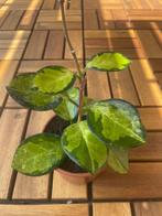 hoya carnosa tricolor, Overige soorten, In pot, Minder dan 100 cm, Groene kamerplant