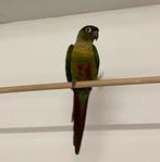 Pyrhurra en kooi, Dieren en Toebehoren, Ophalen, Metaal, Vogelkooi