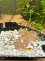 Dwerggarnalen, Kreeft, Krab of Garnaal