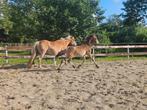 Te koop Haflinger merrie, Dieren en Toebehoren, Pony's, Meerdere dieren, Recreatiepony, Gechipt