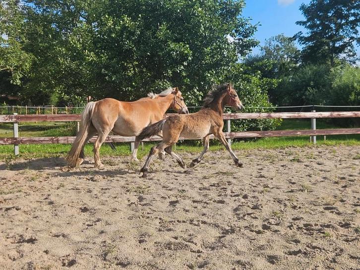 Te koop Haflinger merrie, Dieren en Toebehoren, Pony's, Meerdere dieren, Recreatiepony, Gechipt, Ontwormd