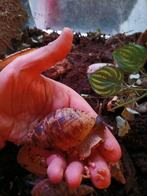 Afrikaanse reuzenslakken, 0 tot 2 jaar