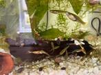 Vissen endler guppen., Dieren en Toebehoren, Vissen | Aquariumvissen, Vis
