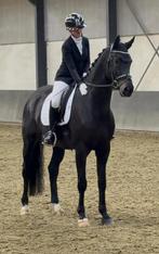 Knappe 5 jarige KWPN ruin van Glamourdale, Dieren en Toebehoren, Paarden, Gechipt, Ruin, Dressuurpaard, 3 tot 6 jaar