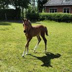 Veulen, Dieren en Toebehoren, Paarden, Met stamboom, Springpaard, 0 tot 2 jaar, Hengst