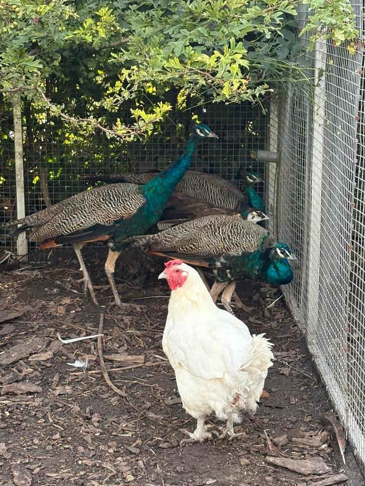 Jonge blauwe pauwen te koop, Dieren en Toebehoren, Pluimvee, Overige soorten, Meerdere dieren