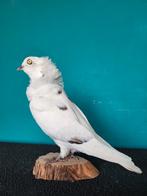 Een prachtige opgezette duif!, Ophalen of Verzenden, Nieuw, Vogel, Opgezet dier