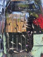 Ancitrus, Dieren en Toebehoren, Vissen | Aquariumvissen, Vis