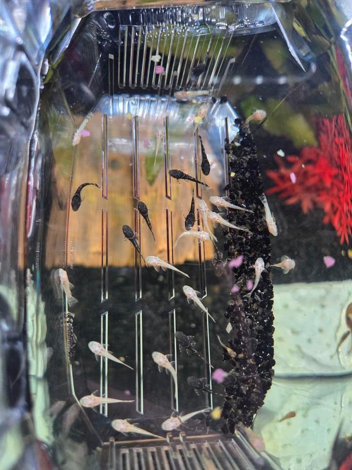 Ancitrus, Dieren en Toebehoren, Vissen | Aquariumvissen, Vis