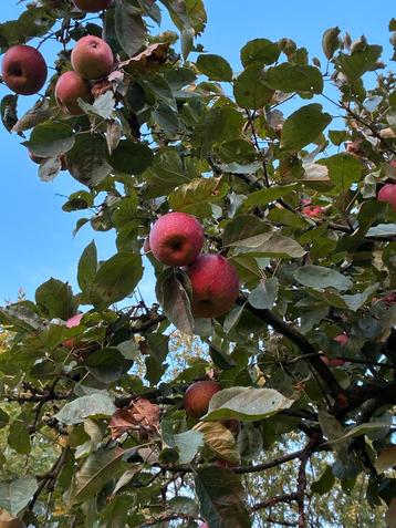 Oude Goudrenet Appelboom beschikbaar voor biedingen