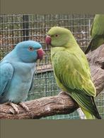 Groene opaline / witkopwistaart halsbandparkiet, Dieren en Toebehoren