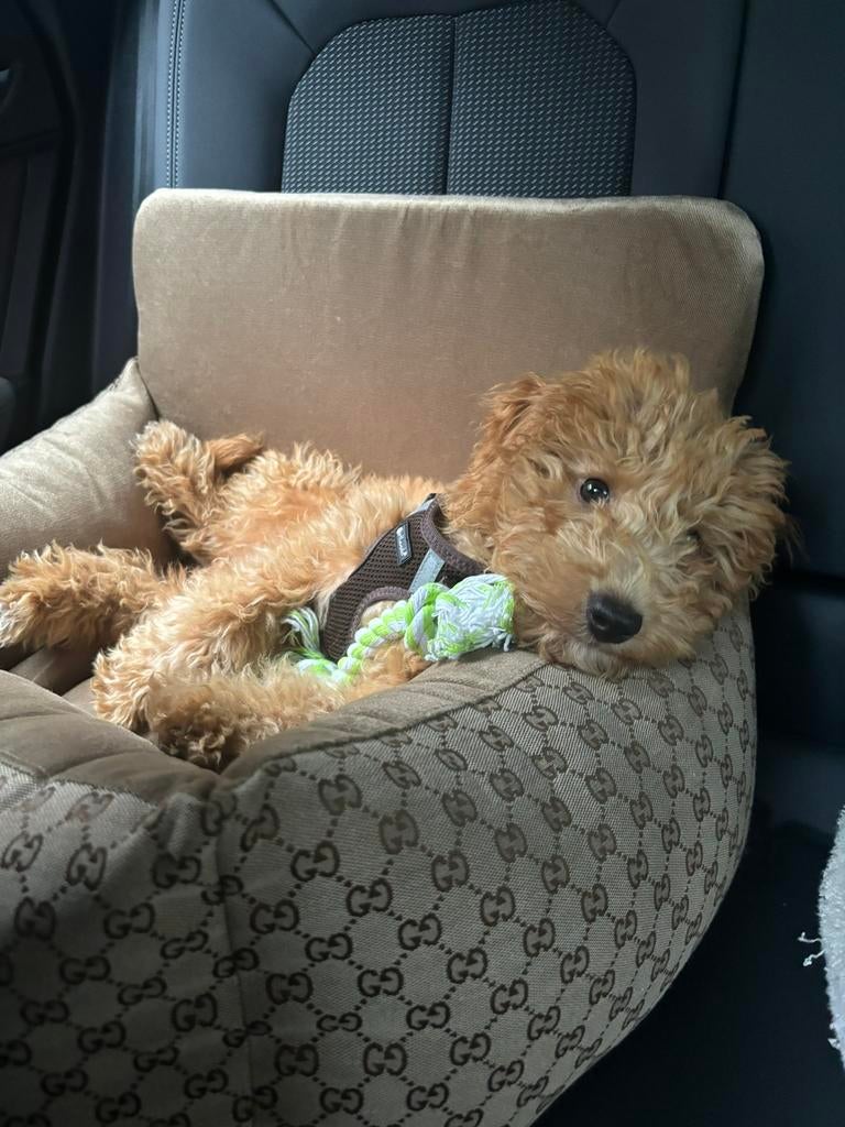 Luxe auto mand voor een kleine hond, Ophalen, Zo goed als nieuw