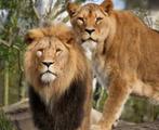 Artis 2 kaarten, 1 volwassen (13+) en 1 kind   (3-12), Tickets en Kaartjes, Twee personen, Ticket of Toegangskaart