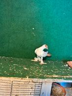 mooi kuiken, Dieren en Toebehoren, Vogels | Duiven