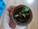 Anthurium bakeri BESCHIKBAAR TOT 18 JUNI, Ophalen, Overige soorten, Minder dan 100 cm
