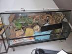Terrarium 120 x 50 x 60 met veel toebehoren, Dieren en Toebehoren, Reptielen en Amfibieën | Toebehoren, Ophalen, Terrarium of Paludarium