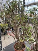 Euphorbia Balsamifera tolale hoogte 70-80 cm potmaat 25 cm. , Overige soorten, Ophalen of Verzenden, In pot, Minder dan 100 cm