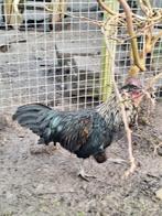 Wegens overcompleet, prachtig mooie haan, mix Ayam Cemani, Dieren en Toebehoren, Pluimvee, Mannelijk, Kip