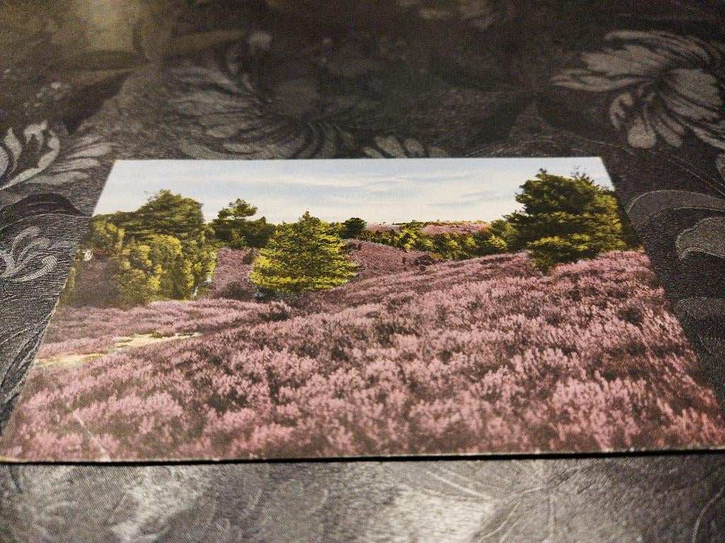 Ansichtkaart Veluwe Heide Harskamp 1930, Ophalen of Verzenden, 1920 tot 1940, Gelopen, Gelderland