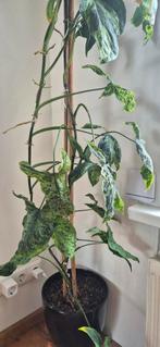 Syngonium Pijlplant inclusief 25 cm pot., Huis en Inrichting, Kamerplanten, Ophalen, 200 cm of meer, Halfschaduw, In pot