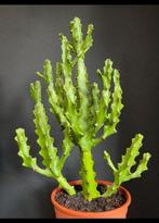 Euphorbia mayuranathanii cactus kamerplant, Cactus, Ophalen of Verzenden