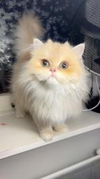 Prachtige langharige kitten meisje, Poes, Ontwormd, 0 tot 2 jaar