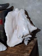 Oude helmschelp schelp grote lambis op sokkel, Ophalen of Verzenden, Zo goed als nieuw, Beeldje of Figuurtje