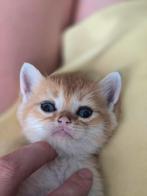 Brits korthaar kittens golden shaded, Dieren en Toebehoren, Kater, Ontwormd
