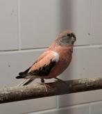 Bourks parkieten, Dieren en Toebehoren, Vogels | Parkieten en Papegaaien, Meerdere dieren, Parkiet, Geringd