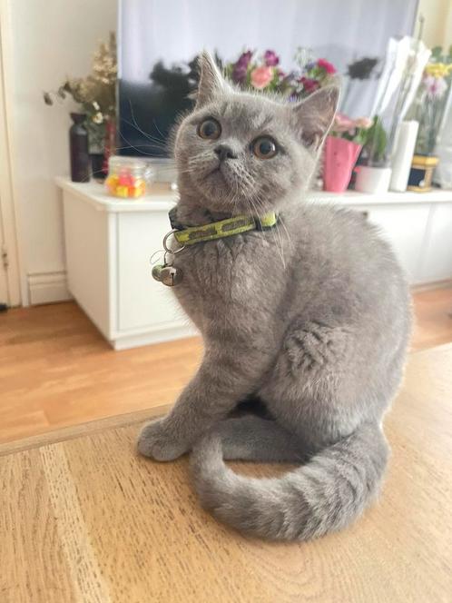 Britse korthaar kitten, Dieren en Toebehoren, Katten en Kittens | Raskatten | Korthaar, Meerdere dieren, Ontwormd