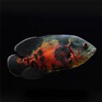 groot koppel zuid amerikaanse cichlide gaan samenweg, Dieren en Toebehoren, Vissen | Aquariumvissen, Vis, Zoetwatervis