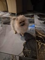 Pomeriaan pup dwerg, Dieren en Toebehoren, 15 weken tot 1 jaar, Teef, Eén hond, Nederland