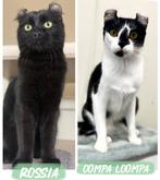 American curl | prachtige poezen | gezond | stamboom | lief, Meerdere dieren, Kortharig, 0 tot 2 jaar