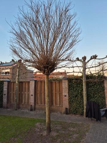 Bol acacia beschikbaar voor biedingen