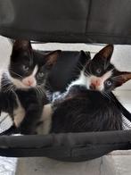 Lieve kittens zwart en zwart/wit, Meerdere dieren, Kortharig, 0 tot 2 jaar