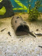 Jonge algeneters / ancistrus, Dieren en Toebehoren, Vissen | Aquariumvissen, Vis