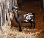 Te koop bruin stippel bokje, Dieren en Toebehoren, Schapen, Geiten en Varkens, Mannelijk, Geit