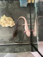 Axolotls inclusief aquarium, Dieren en Toebehoren, Ophalen, Nieuw