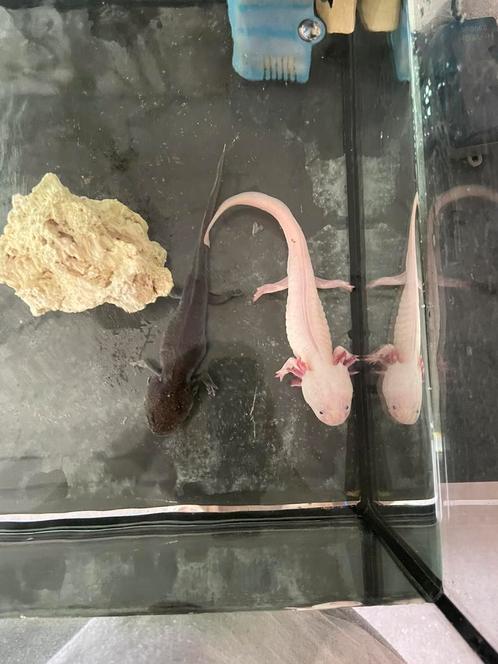 Axolotls inclusief aquarium, Dieren en Toebehoren, Reptielen en Amfibieën | Toebehoren, Nieuw, Ophalen