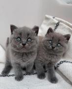 Brits Korthaar kittens, Meerdere dieren, Gechipt, 0 tot 2 jaar
