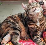 Gezocht hyperactieve kat die op mijn hoofd slaapt, Ophalen