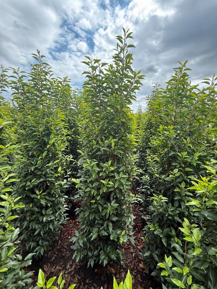 Portugese laurier in alle maten, Tuin en Terras, Planten | Struiken en Hagen, Laurier, 100 tot 250 cm, Ophalen